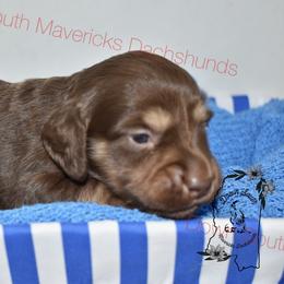 Large chocolate and cream - Chocolate and cream male Dachshund puppy in Seminary, Mississippi from Down South Mavericks Dachshunds