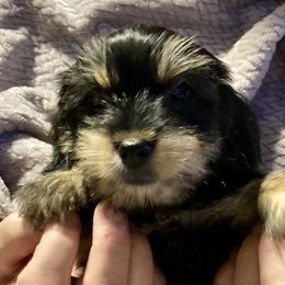 Assorted Doodle Crosses, Double Doodle, Maltipoo, Morkie, and Yorkipoo Puppies from Danza Bolo