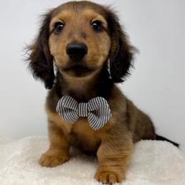 Bon Jovi - Red male Dachshund puppy in Pulaski, Tennessee from Billboard Doxies
