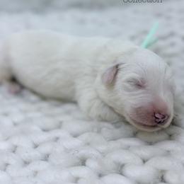 Judy - White female Great Pyrenees puppy in San Marcos, California from Faith Family Freedom Farm