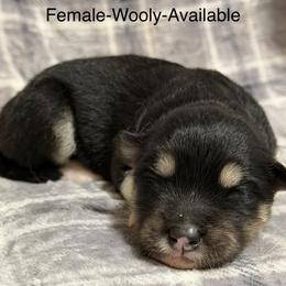 Girl 6 - Black and white female Alaskan Malamute puppy in Rensselaer, Indiana from Moot Manor Malamutes