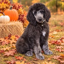 Sonny - Silver male Poodle puppy in Lookout, California from Rossiter Poodles