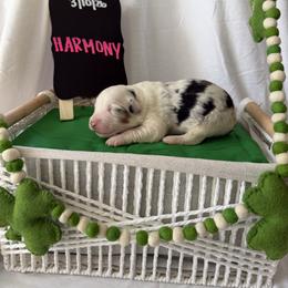 Harmony - Blue merle female Australian Shepherd puppy in Weeki Wachee, Florida from Ace of Spades Australian Shepherds