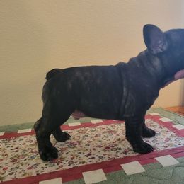 "Born March 15, 2022" French Bulldog Puppies from Bonjour Bullies