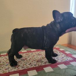 "Born March 15, 2022" French Bulldog Puppies from Bonjour Bullies