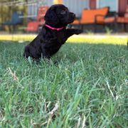 Boykin Spaniel Puppies from 3 & 20 Kennel