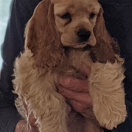 Cocker Spaniel Puppies from Jacobsen's Cockers