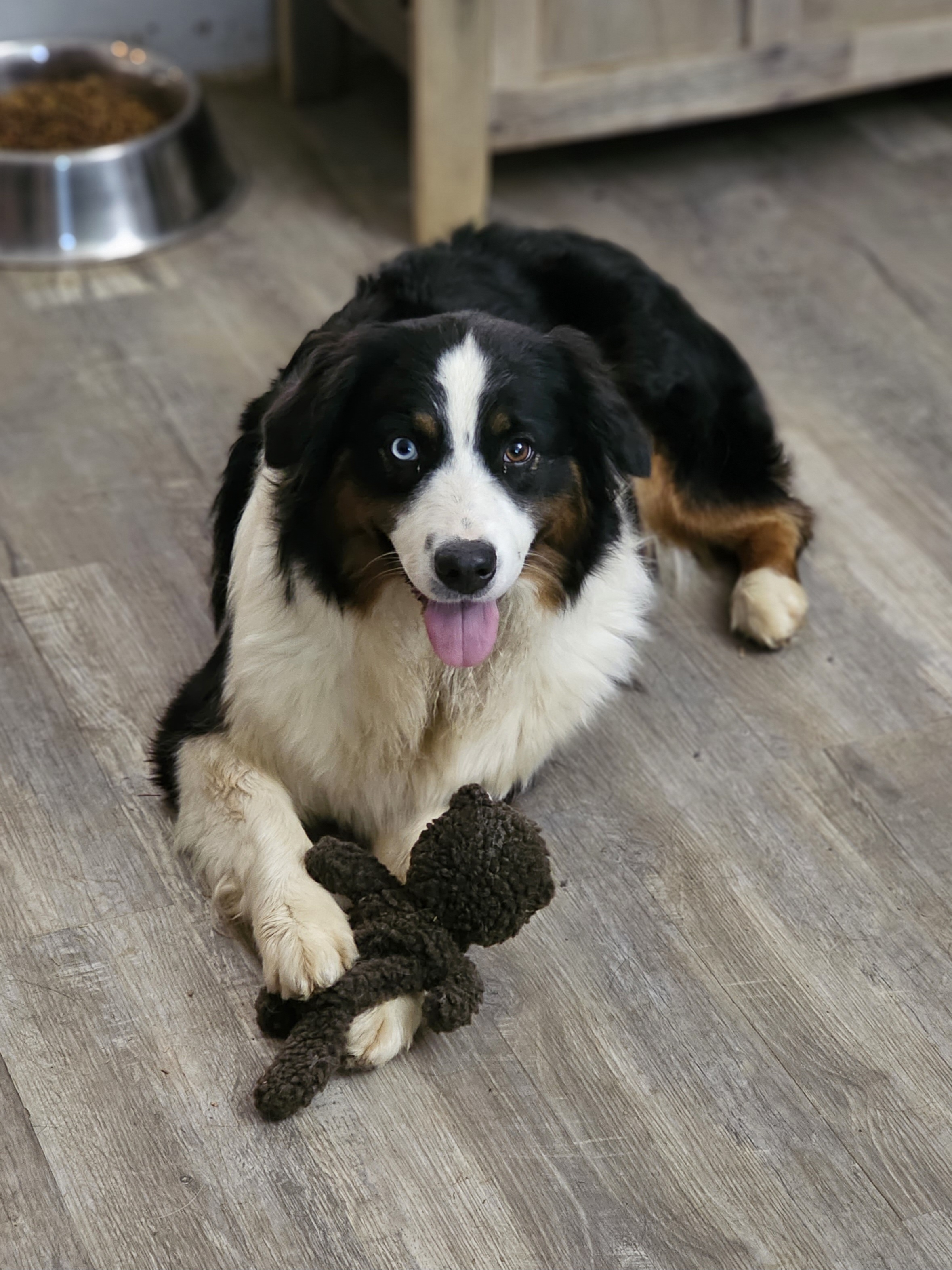 Anastasia - Australian Shepherd