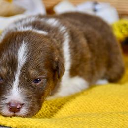 Hive - Red tri-color male Australian Shepherd puppy in Kirksville, Missouri from BellSharps Australian Shepherds