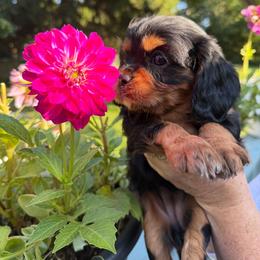 Bagheera - Black and tan male Cavalier King Charles Spaniel puppy in South Haven, Michigan from Cavaliers of the 9 scared woods