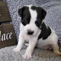 Jack Russell Terrier Puppies from Spritely Jack Russell Terriers