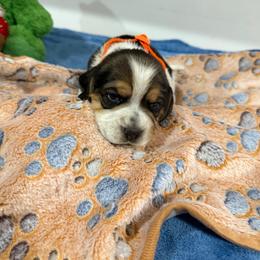 Orange boy - Blue tan and white male Beagle puppy in New Tazewell, Tennessee from Sweet Warner Pugs & Beagles