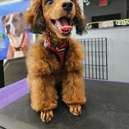 Poodle Puppies from Seattle Sankofa Kennel Club