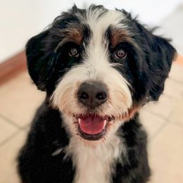 Bernedoodle, Goldendoodle, Poodle, and Sheepadoodle All Grown Up from Dapper Doodles