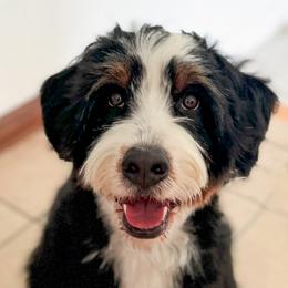 Bernedoodle, Goldendoodle, Poodle, and Sheepadoodle All Grown Up from Dapper Doodles