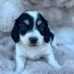 Colby - Black and cream male Dachshund puppy in Lincoln, California from ForeversEdge Doxies
