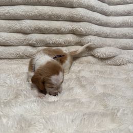 Basset Hound Puppies from CK Beagles & Bassets