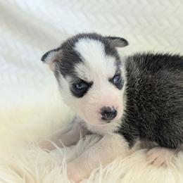 Lainey - Black and white female Siberian Husky puppy in Hebron, Kentucky from Glacier Run Huskies