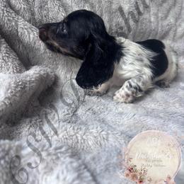 Teddy - Piebald male Dachshund puppy in Lufkin, Texas from CSW Dachshunds