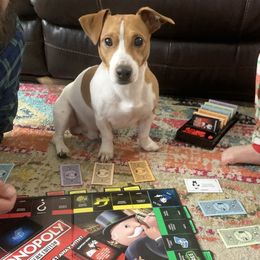 Bullet  - Jack Russell Terrier