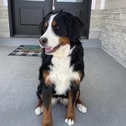 Holland - Bernedoodle