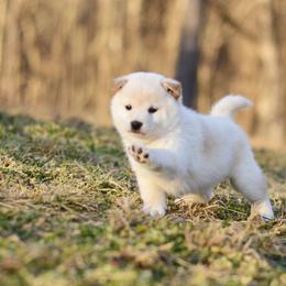 Helen -FULL AKC REGISTRATION- - Cream female Shiba Inu puppy in Neosho, Missouri from Kenny Cave K9s