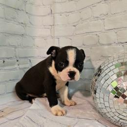 Diamond - Seal brindle and white female Boston Terrier puppy in Clarksburg, West Virginia from Pawprints Boston Terriers