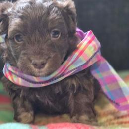 Boy 2 - Brown and white male Aussiedoodle puppy in Junction, Utah from Sugar Doodles
