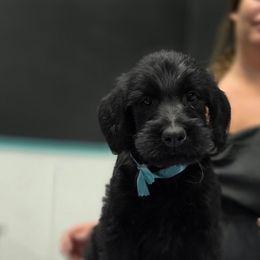 Rigatoni - Black male Giant Schnauzer puppy in Parker, Colorado from Pawsh K9’s