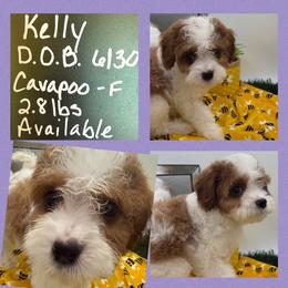 Kelly - Blenheim female Cavapoo puppy in Wayland, New York from Loris Pampered Pooches💕