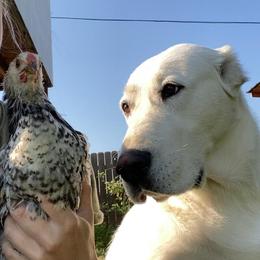Central Asian Shepherd Dog All Grown Up from Alabaivalley