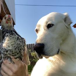 Central Asian Shepherd Dog All Grown Up from Alabaivalley