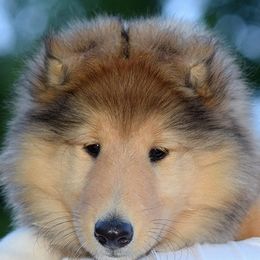 Collies and Shetland Sheepdogs from Sunway Kennels