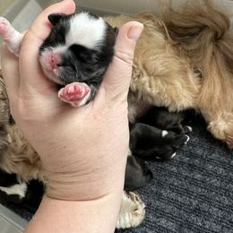 Golden Retriever and Shih Tzu Puppies from Carter Family Retrievers