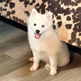 Ariya's white girl - White female Pomsky puppy in Enid, Oklahoma from Mile Hi Pomskies