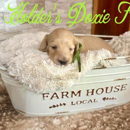 Bram - Cream male Dachshund puppy in Atwood, Oklahoma from Holder’s Doxie Farm