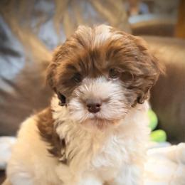 Hershey - Chocolate and white male Havapoo puppy in Lancaster, South Carolina from 3 Bs Havanese-PUPPIES with  PURPOSE