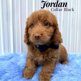 Jordan (Black) - Red  male Goldendoodle puppy in Miami, Florida from Katy's Toy Poodles & Doodles
