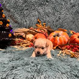 Rocky - Red male Maltipoo puppy in Greenfield, Iowa from Sugar Plum Puppies