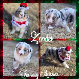 Zander - Blue merle male Australian Shepherd puppy in Anna, Texas from Fantasy Pomeranians & Fantasy Aussies