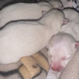 Female 2 - White female West Highland White Terrier puppy in Mcneal, Arizona from Olympian Giant Schnauzers and Westie’s!