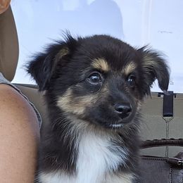 Tom - Black tri male Toy Australian Shepherd puppy in Forney, Texas from Texas Talent Toy Aussie's