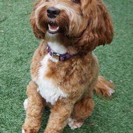 Australian Labradoodles from Seaspray Australian Labradoodles