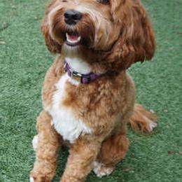 Australian Labradoodles from Seaspray Australian Labradoodles