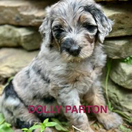 Dolly Parton - Merle female Goldendoodle puppy in Jonesboro, Arkansas from N. E. Arkansas Goldens and Doodles/ Southern Brewed Goldens