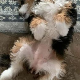 Bernedoodles, Goldendoodles, Poodles, and Sheepadoodles from Lindy’s Doodles