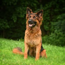 Reba - German Shepherd