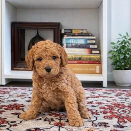 Goldendoodle puppies from Perfect Fit Poodles & Doodles