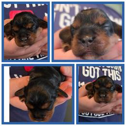 Jackson - Black and tan male Cavalier King Charles Spaniel puppy in Sparta, Georgia from Southern Edge Kennel
