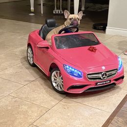 French Bulldog All Grown Up from Rhonda Larkins' French Bulldogs